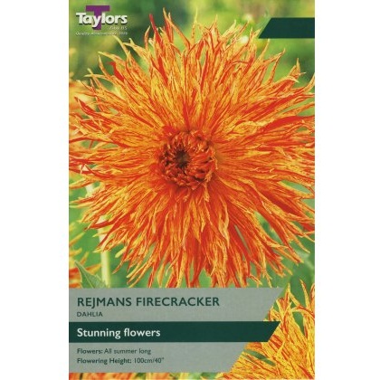 TAYLORS Dahlia Rejmans Firecracke