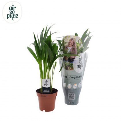Areca Palm ( Dypsis lutescens ) Air So Pure 12cm