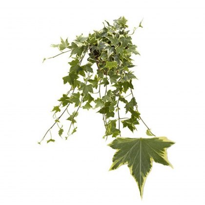 Hedera hel Yellow Ripple 13cm
