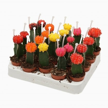 Gymnocalycium mih Japan + Picker 5.5 cm