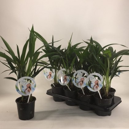 Kentia (Howea forsteriana) Air so pure 13cm