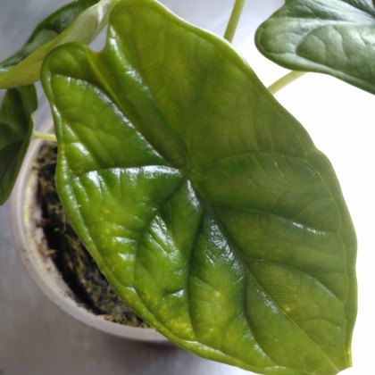 Inside Plants