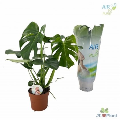 Monstera deliciosa 'Air So Pure'   17cm