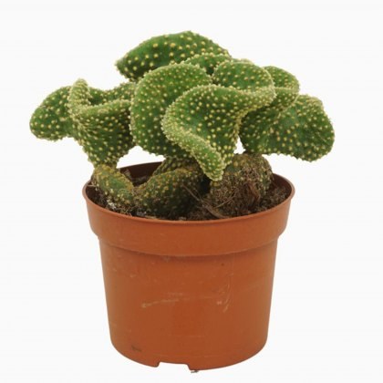 Opuntia micr Cristata 12cm