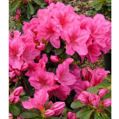 EVERGREEN AZALEA Dearest 2L EVERGREEN AZALEA Dearest 2L