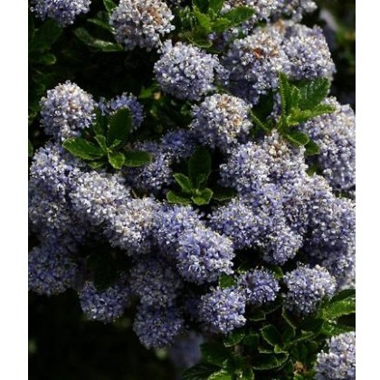 Ceanothus Blue Mound 3L Ceanothus Blue Mound 3L