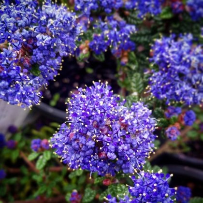 Ceanothus Dark Star 3L Ceanothus Dark Star 3L