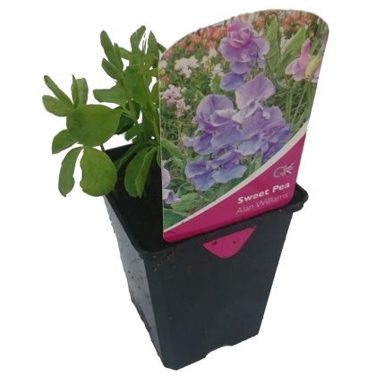 SWEET PEA Alan Williams 8.5cm