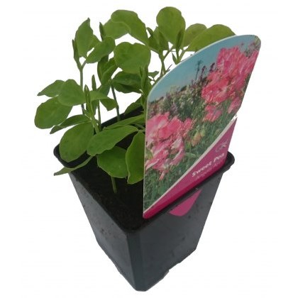 SWEET PEA Angela Ann 8.5cm