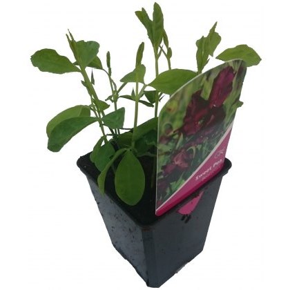 SWEET PEA Beaujolais 8.5cm