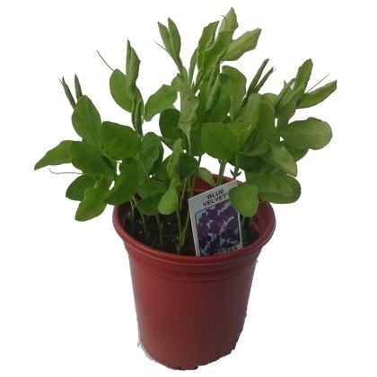 SWEET PEA Blue Velvet 8.5/9cm