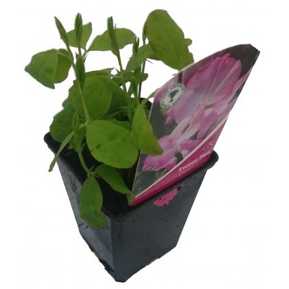 SWEET PEA Gwendoline 8.5cm