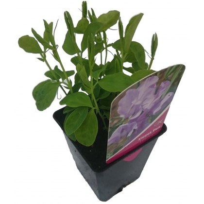 SWEET PEA Leamington 8.5cm