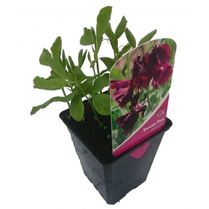 SWEET PEA Midnight 8.5cm