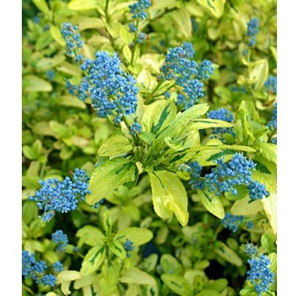 Ceanothus Pershore Zanzibar 3L Ceanothus Pershore Zanzibar 3L