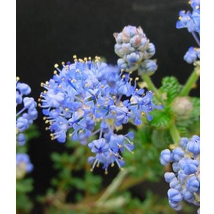 Ceanothus Puget Blue 3L Ceanothus Puget Blue 3L