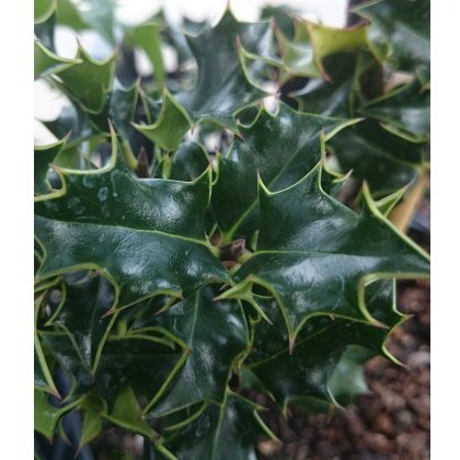 Ilex aquifolium Chris Whittle 3L Ilex aquifolium Chris Whittle 3L