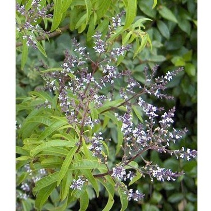 HERB Lemon Verbena 8.5/9cm HERB Lemon Verbena 8.5/9cm