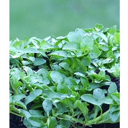 HERB Pennyroyal - Creeping 9cm