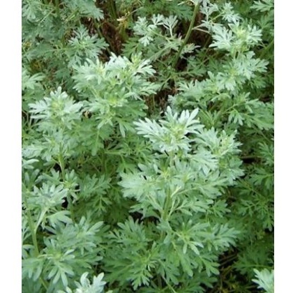 HERB Wormwood 9cm