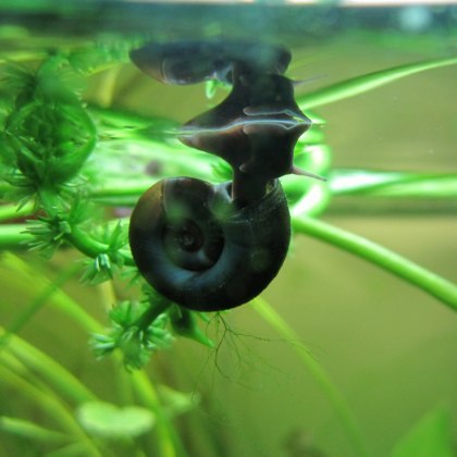 MOLLUSCS - Ramshorn snails - Planorbis corneus - Each