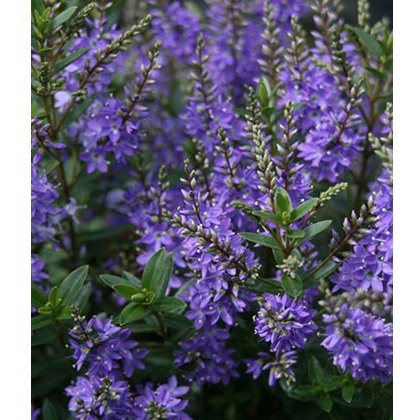 Hebe Garden Beauty Blue 2L Hebe Garden Beauty Blue 2L