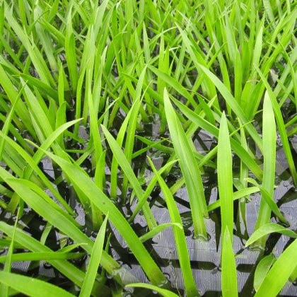 FLOATING PLANT - Stratiotes aloides FLOATING PLANT - Stratiotes aloides