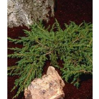 Juniperus communis Green Carpet 3L Juniperus communis Green Carpet 3L