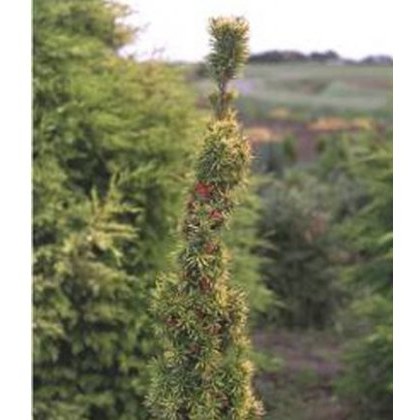 Taxus baccata Standishii (F) 3L Taxus baccata Standishii (F) 3L