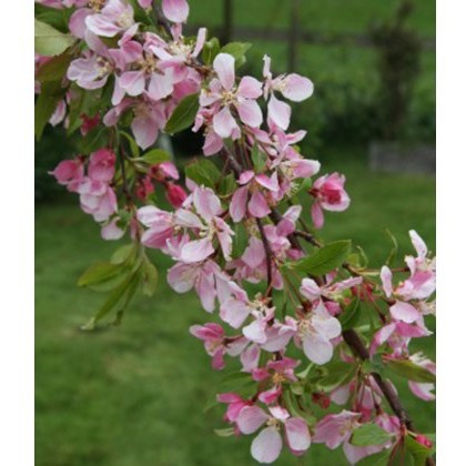 Malus Louisa 12L Malus Louisa 12L