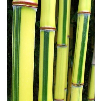 Phyllostachys aureosulcata f. spectabilis - 200/250cm 18L Phyllostachys aureosulcata f. spectabilis - 200/250cm 18L