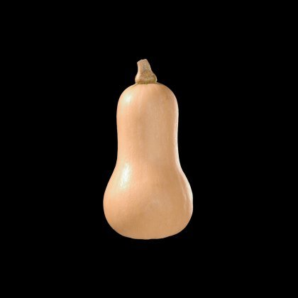 Squash Butternut Hunter 9cm Squash Butternut Hunter 9cm