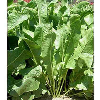 HERB Horseradish - 1L HERB Horseradish - 1L