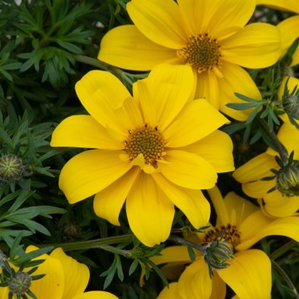 Bidens Sixbi Gold 9cm/10cm Bidens Sixbi Gold 9cm/10cm