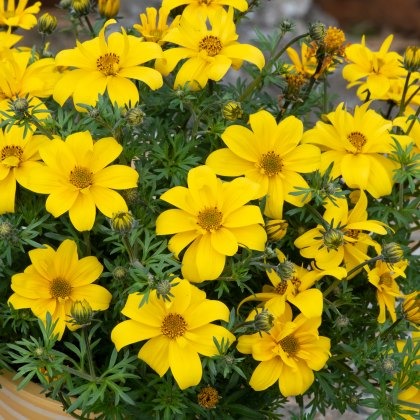 Bidens Sixbi Gold 9cm/10cm Bidens Sixbi Gold 9cm/10cm
