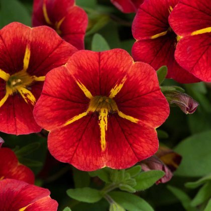 Calibrachoa Cabaret Red Kiss 9cm/10cm Calibrachoa Cabaret Red Kiss 9cm/10cm