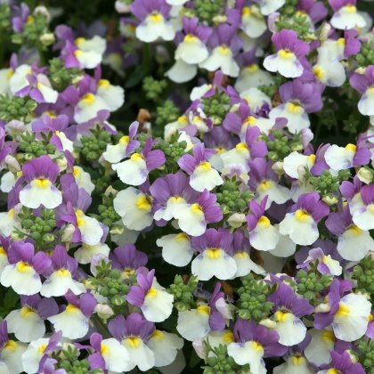 Nemesia Lady Kate 9cm/10cm Nemesia Lady Kate 9cm/10cm