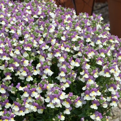 Nemesia Lady Kate 9cm/10cm Nemesia Lady Kate 9cm/10cm