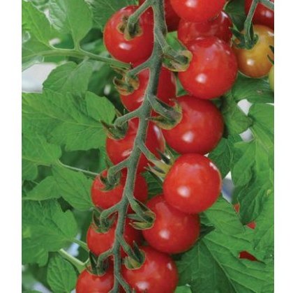 Tomato Sweet Aperitif 8.5cm/9cm Tomato Sweet Aperitif 8.5cm/9cm