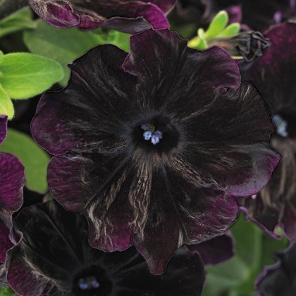 Petunia Black Velvet Improved 9cm/10cm Petunia Black Velvet Improved 9cm/10cm