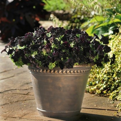 Petunia Black Velvet Improved 9cm/10cm Petunia Black Velvet Improved 9cm/10cm