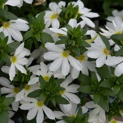 Scaevola Surdiva Snow Blanket 9cm/10cm Scaevola Surdiva Snow Blanket 9cm/10cm