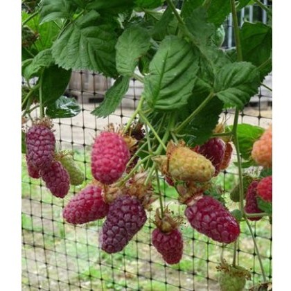 Loganberry (Rubus) Thornless LY654 3L Loganberry (Rubus) Thornless LY654 3L