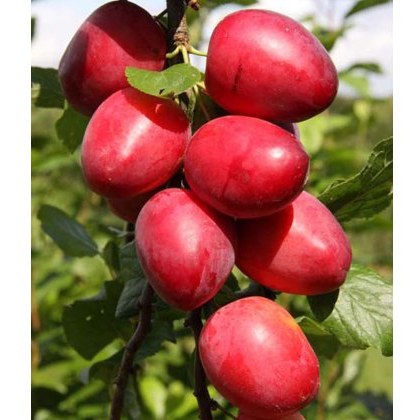 Mirabelle (Prunus) Ruby COLUMNAR™ - Bush - VVA-1 12L Mirabelle (Prunus) Ruby COLUMNAR™ - Bush - VVA-1 12L