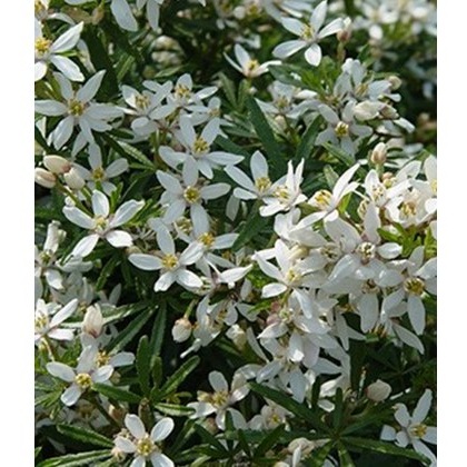Choisya x dewitteana White Dazzler 2L Choisya x dewitteana White Dazzler 2L