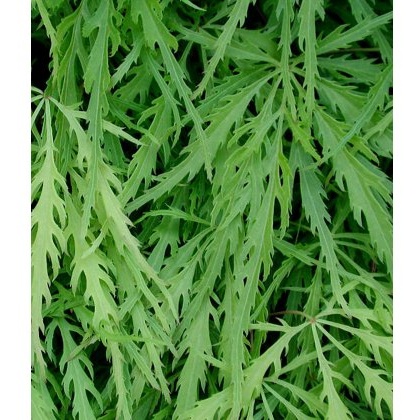 Acer palmatum var. dissectum 3L Acer palmatum var. dissectum 3L