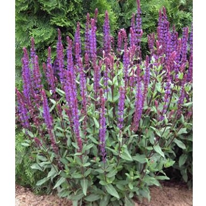 Salvia nemerosa Caradonna 2L Salvia nemerosa Caradonna 2L