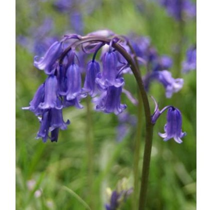 POTTED SPRING BULB British Bluebells 9cm POTTED SPRING BULB British Bluebells 9cm