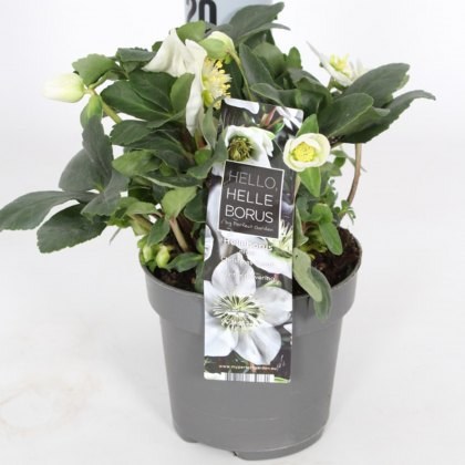 Helleborus niger Christmas Carol 12cm Helleborus niger Christmas Carol 12cm