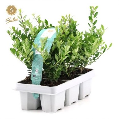 Hedging